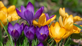 krokus flower-4027797 1280